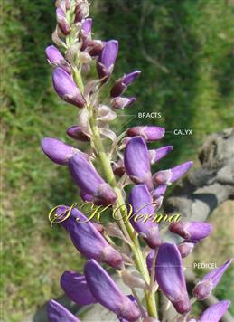  Inflorescence